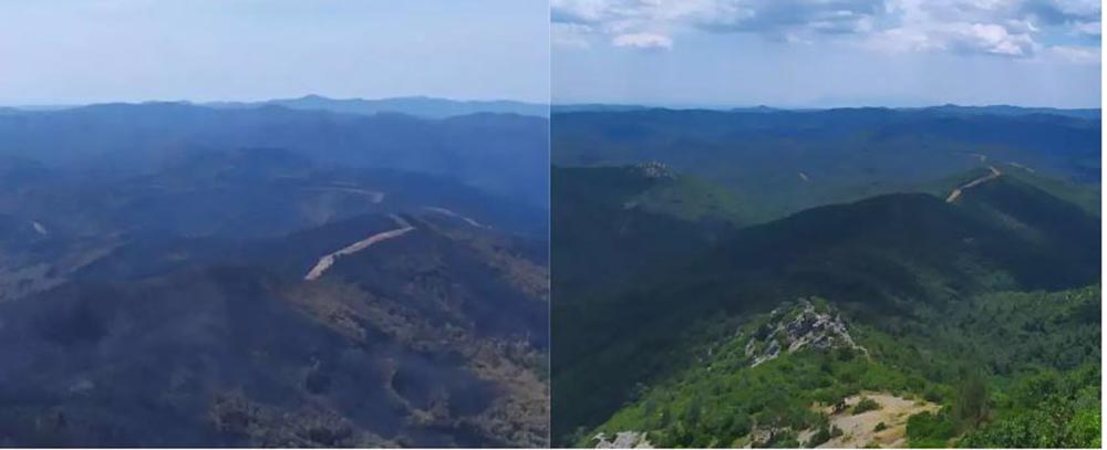 Το δάσος της Δαδιάς πριν και μετά τη μεγάλη φωτιά