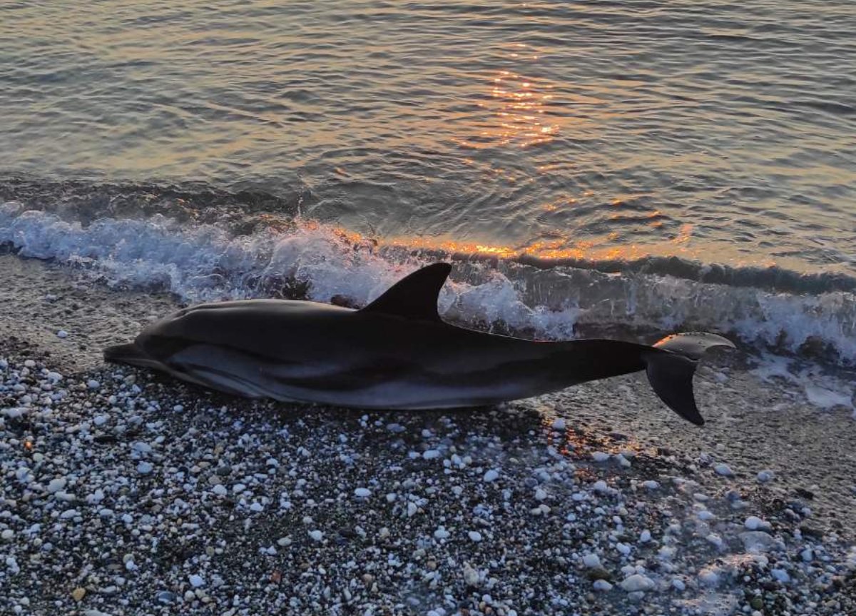 Λάρισα: Δελφίνι ξεβράστηκε νεκρό σε παραλία – ΦΩΤΟ και ΒΙΝΤΕΟ