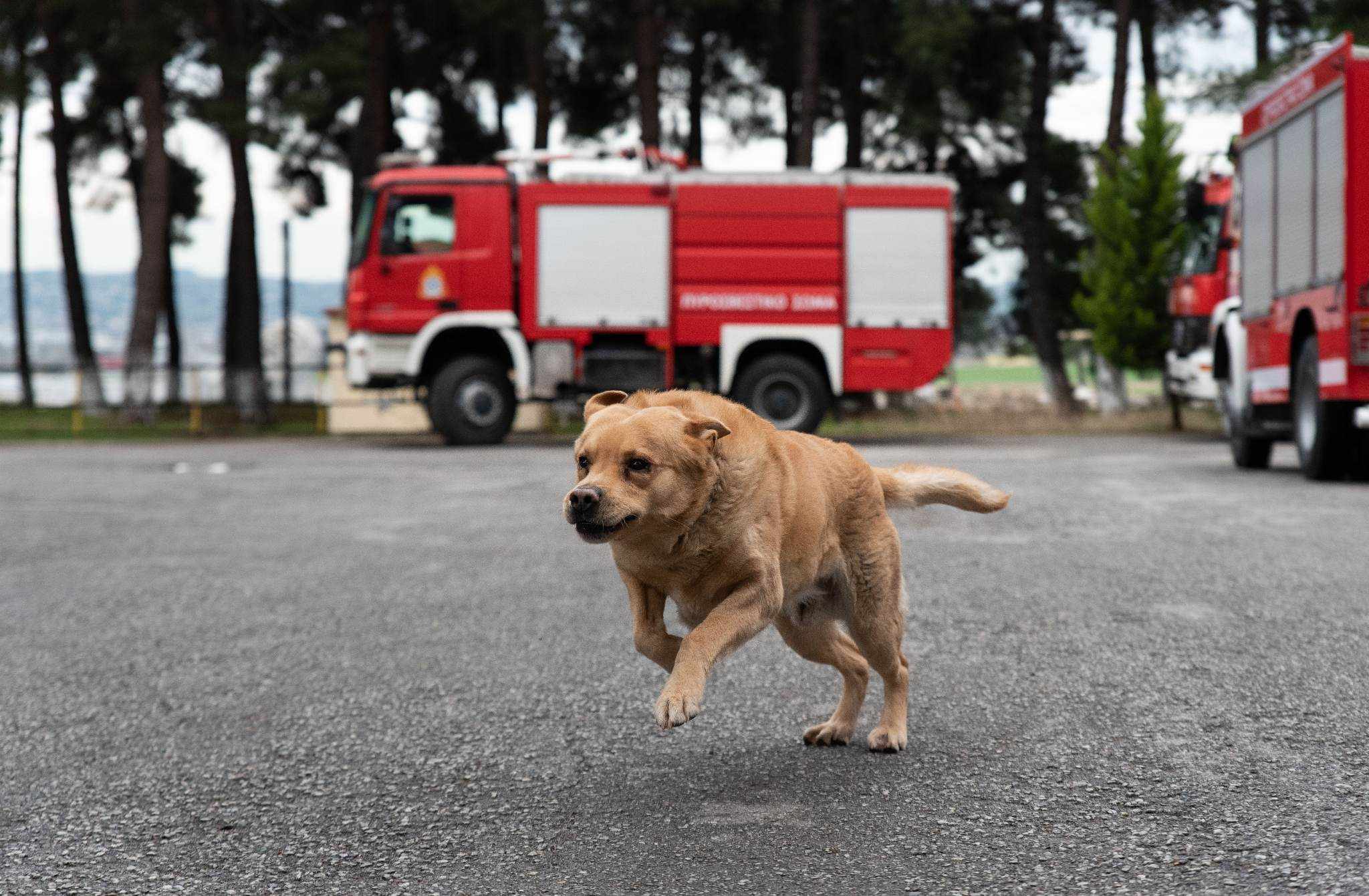 Παγκόσμια Ημέρα Σκύλου: Το «ευχαριστώ» από την Πυροσβεστική στους τετράποδους συναδέλφους της