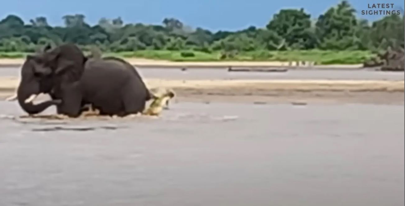 Ελέφαντας παλεύει με κροκόδειλο σε ποτάμι στην Ζάμπια – Συγκλονιστικό ΒΙΝΤΕΟ