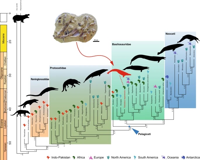 φάλαινα Tutcetus Rayanensis