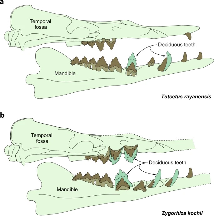 φάλαινα Tutcetus Rayanensis