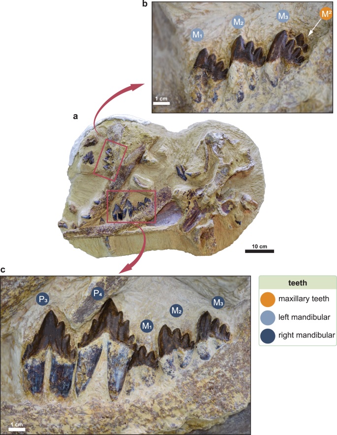 φάλαινα Tutcetus Rayanensis