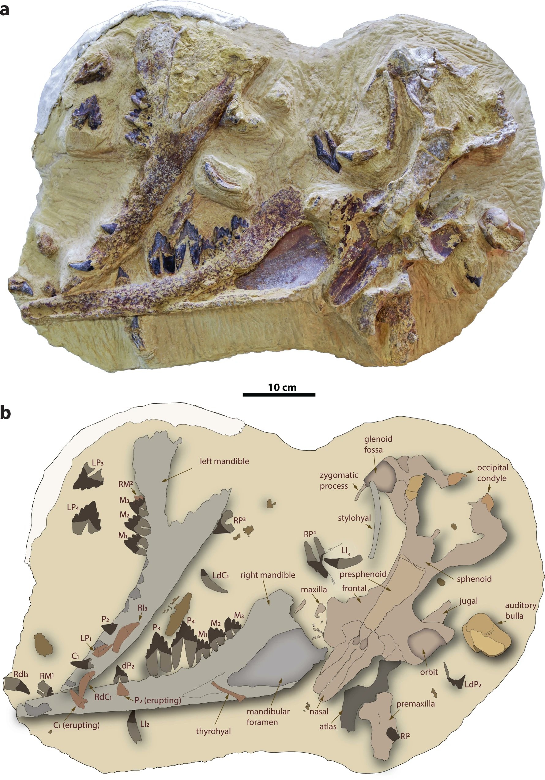 φάλαινα Tutcetus Rayanensis