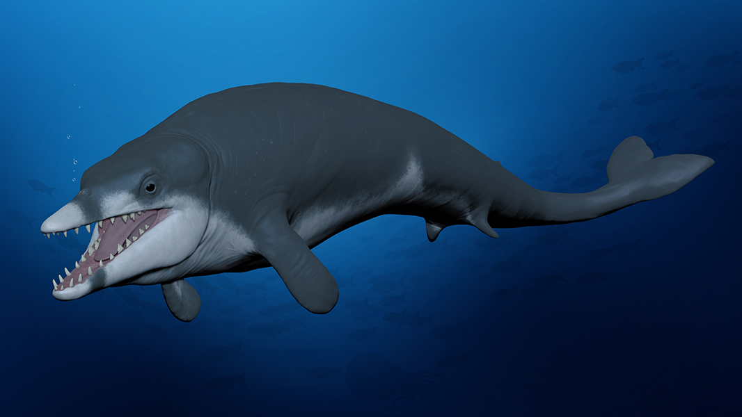 φάλαινα Tutcetus Rayanensis