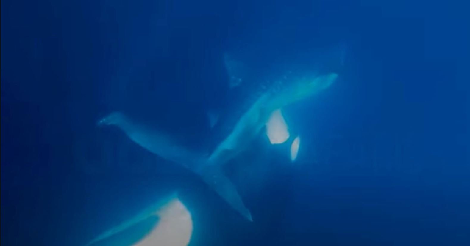 Βίντεο: Όρκα τρώει το συκώτι καρχαρία – Δύτες κατέγραψαν σπάνια πλάνα