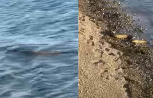 Εύβοια: Αναστάτωση με φίδι που κολυμπάει και… κόβει βόλτες σε πλαζ – ΒΙΝΤΕΟ