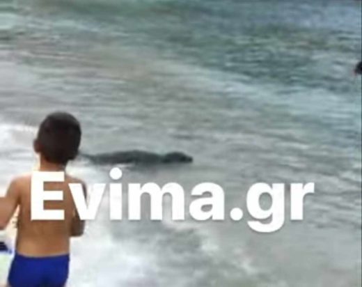 Φώκια Εύβοια