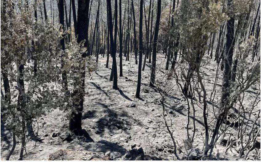 Φωτιά στην Ροδόπη