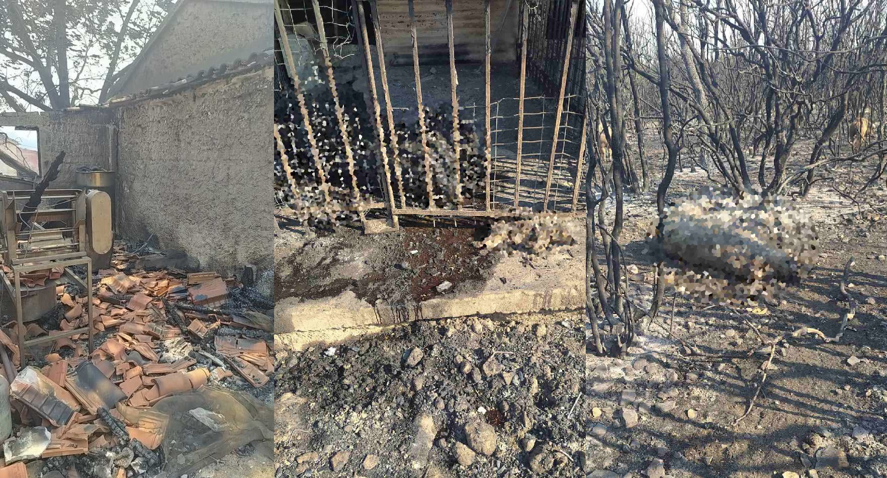 Φωτιά Αλεξανδρούπολη Έβρος Ζημιές