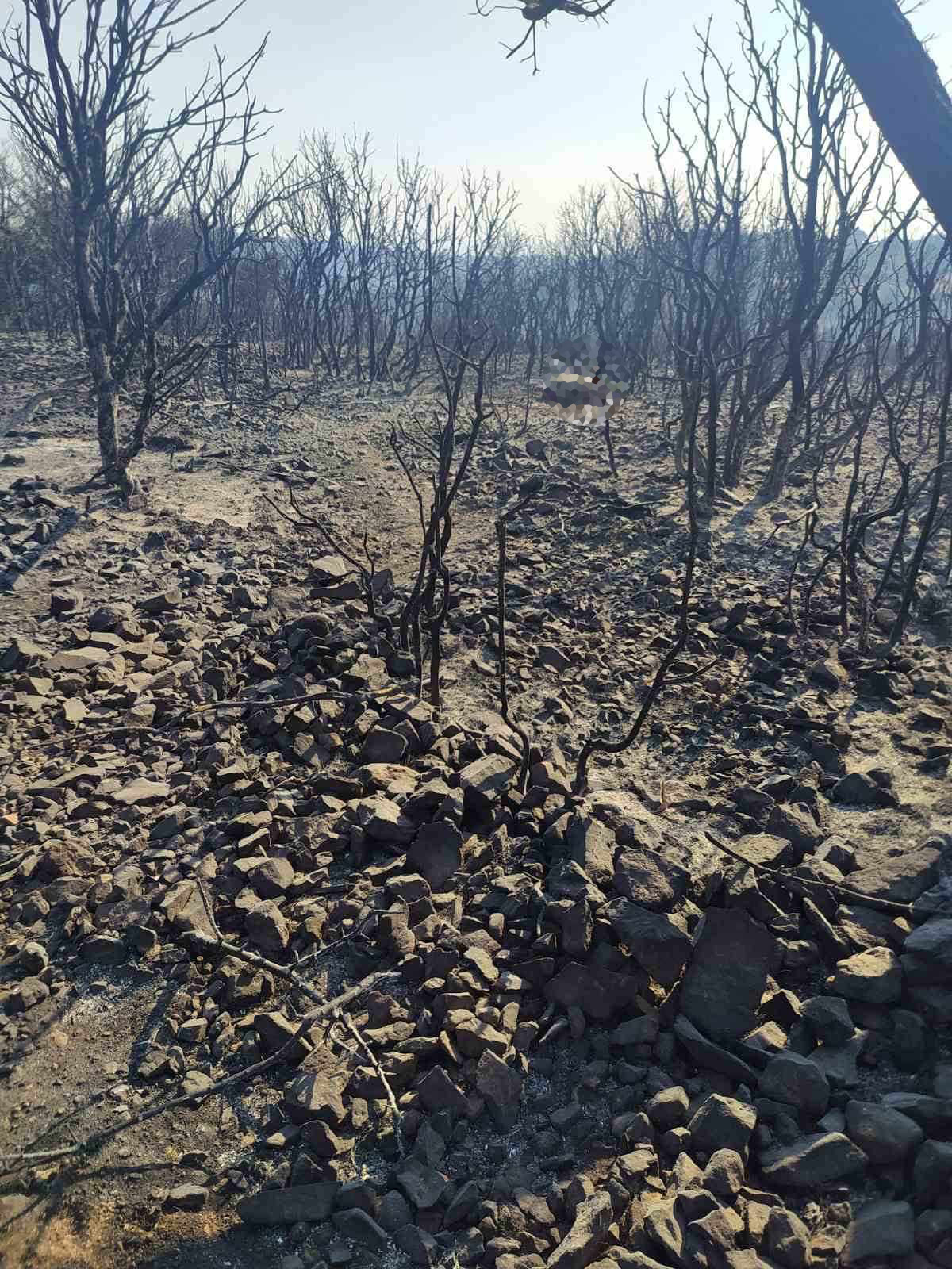 Φωτιά Αλεξανδρούπολη Έβρος Ζημιές