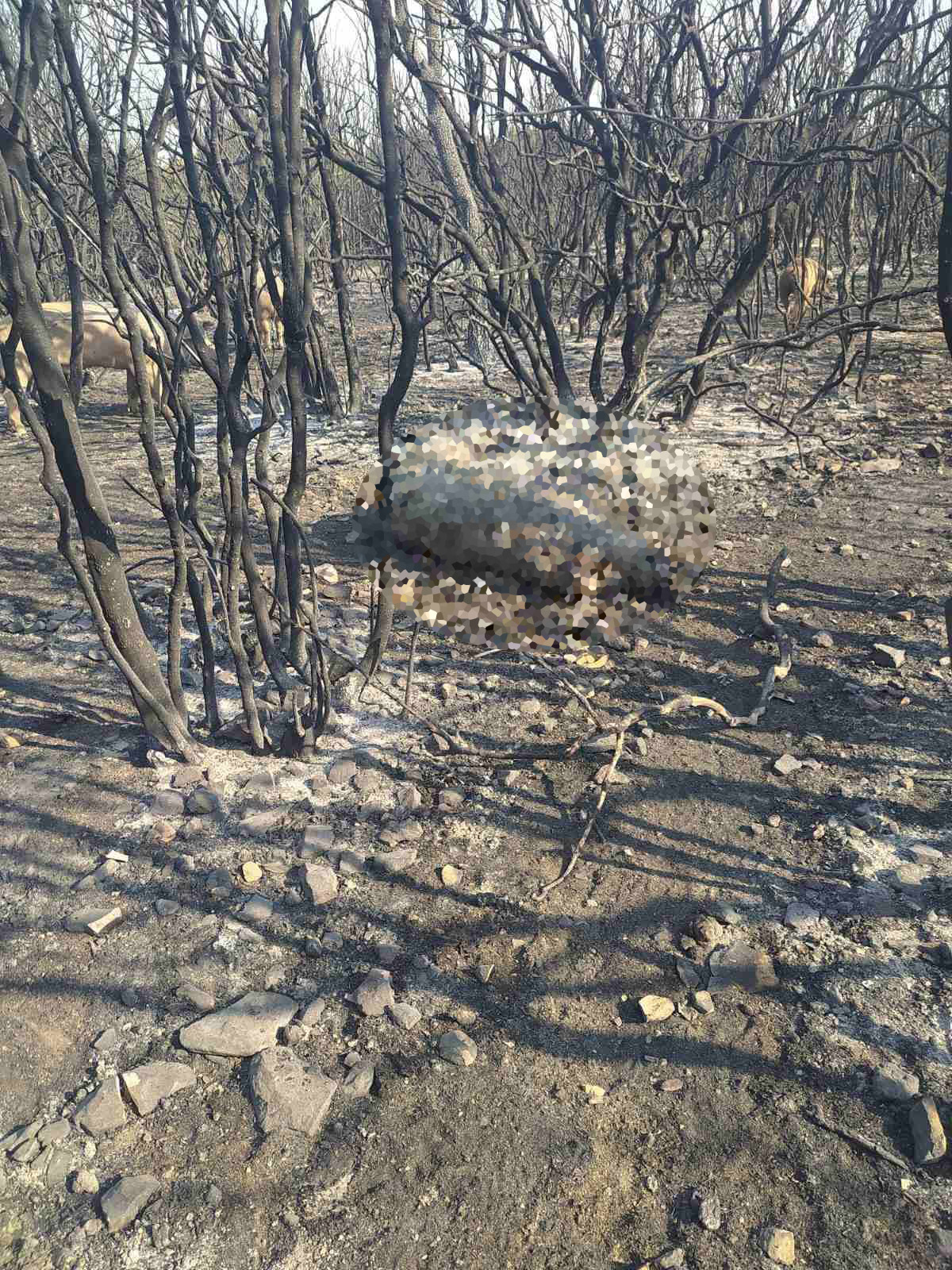 Φωτιά Αλεξανδρούπολη Έβρος Ζημιές