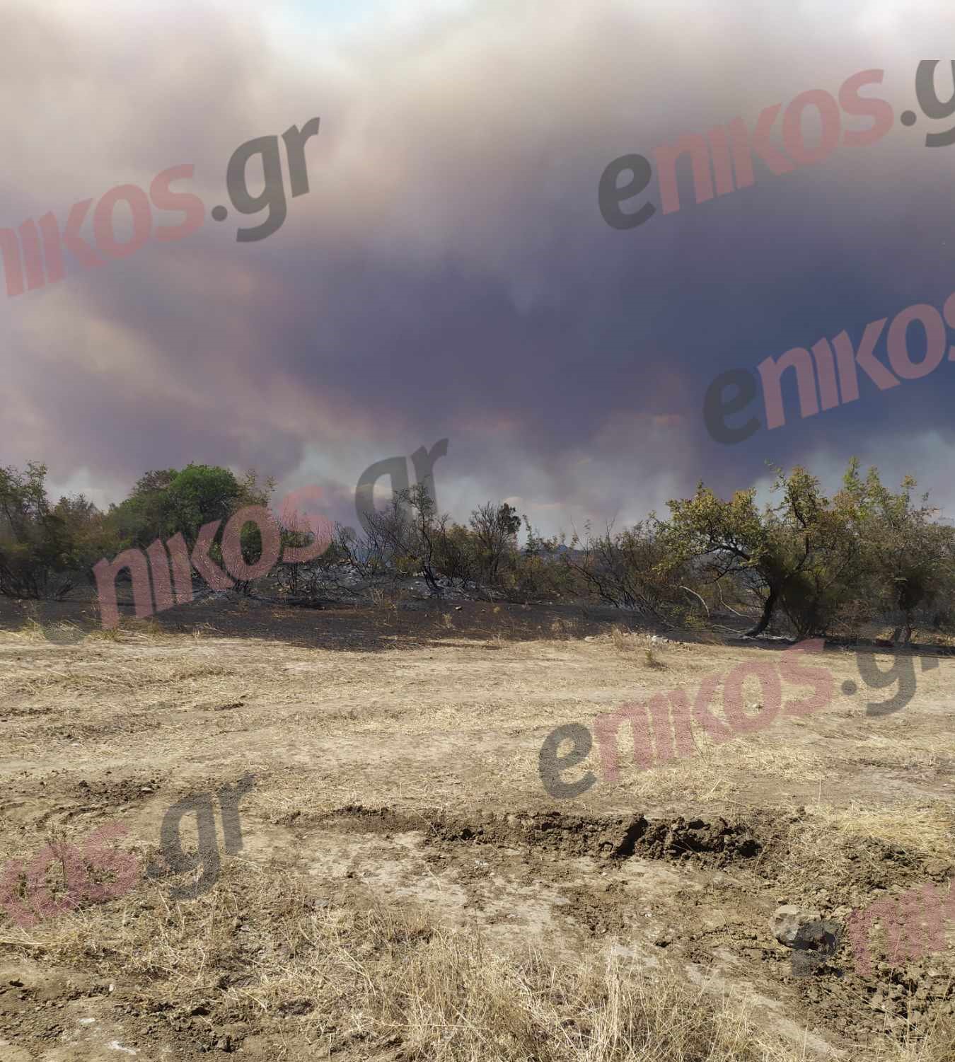 φωτιά δάσος Δαδιάς