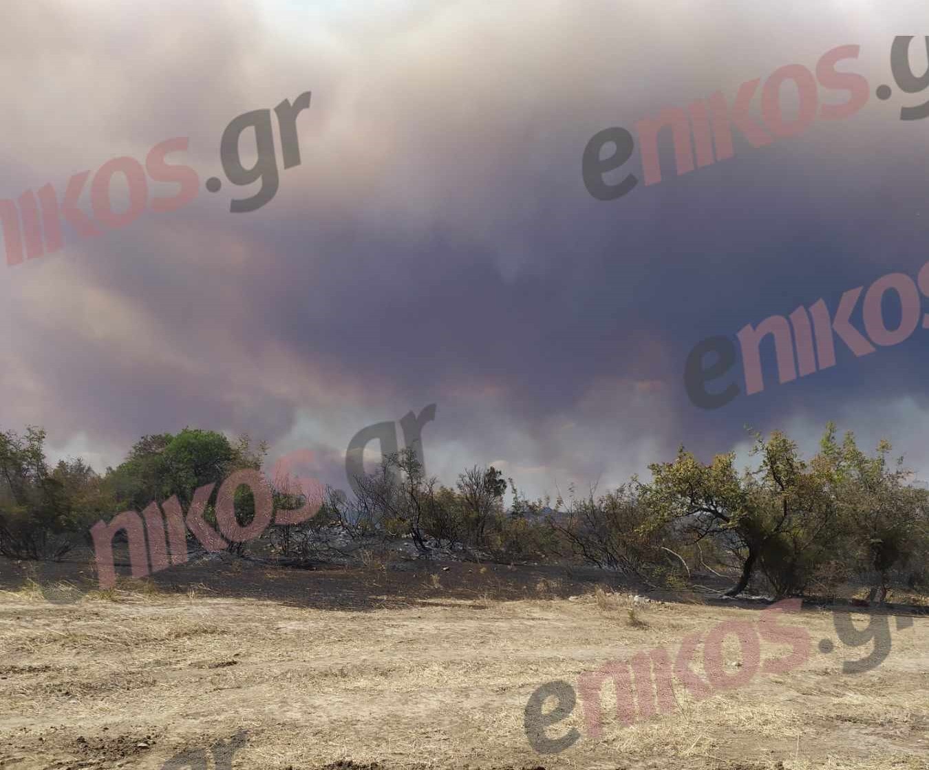 Έβρος: Φωτιά στο δάσος της Δαδιάς – «Απειλείται άμεσα η αποικία του μαυρόγυπα» – ΦΩΤΟ