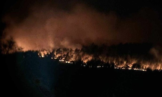 Φωτιά δάσος Δαδιάς