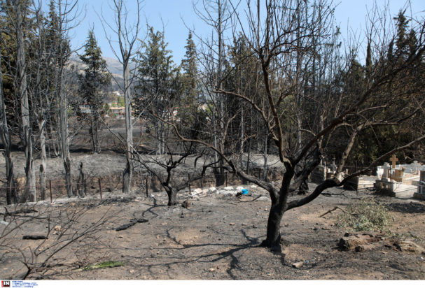 Φωτιά καμένα δέντρα