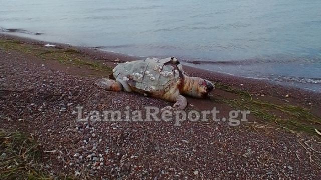 Νεκρή χελώνα Φθιώτιδα