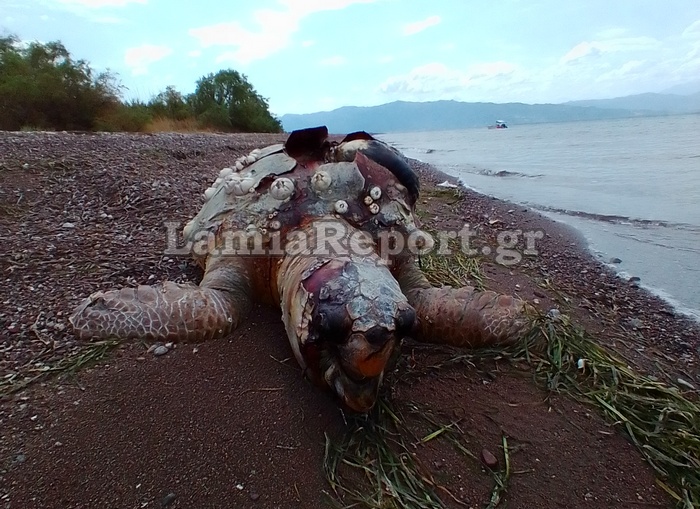 Νεκρή χελώνα Φθιώτιδα