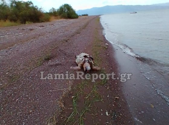Νεκρή χελώνα Φθιώτιδα