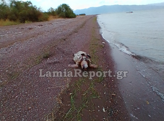 Νεκρή χελώνα Φθιώτιδα