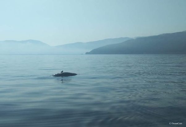 Κεφαλονιά Φυσητήρας