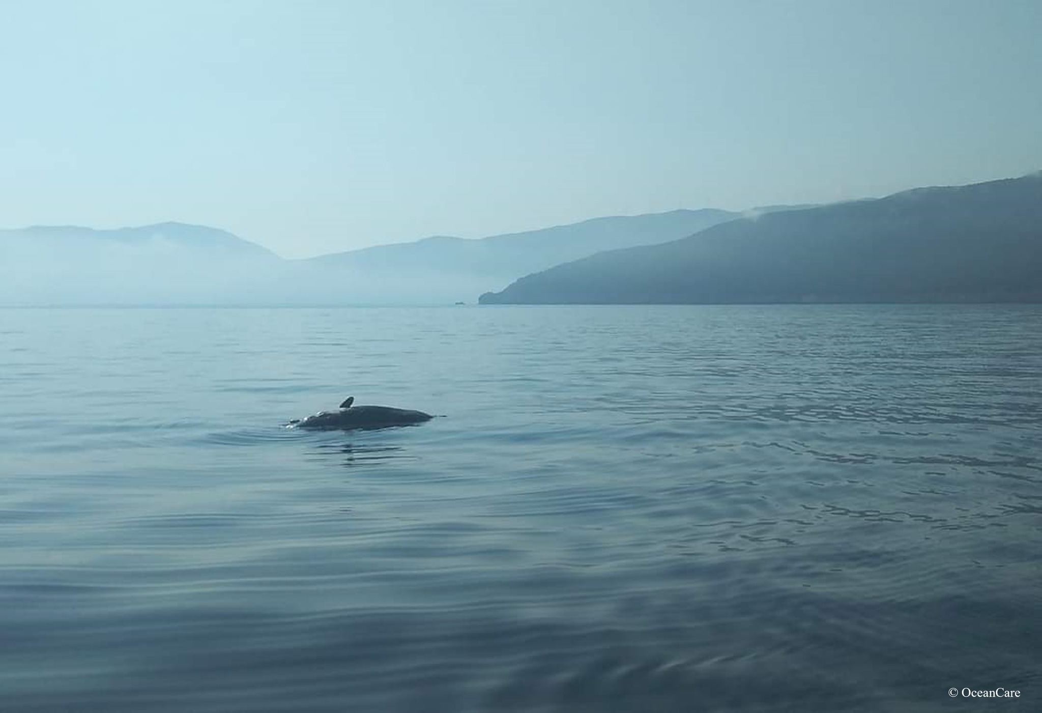 Κεφαλονιά Φυσητήρας