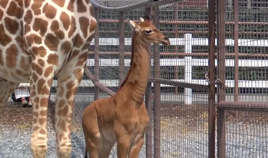 καμηλοπάρδαλη