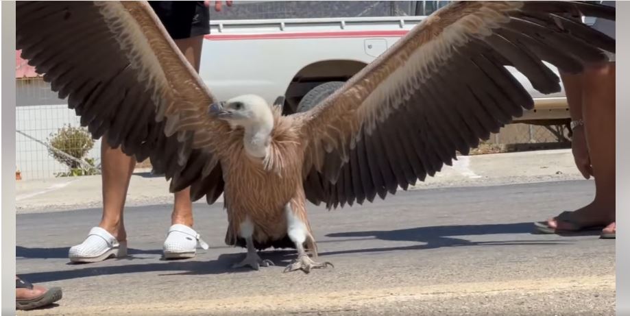 Κρήτη: Εντοπίστηκε γύπας σε θερμοκήπιο