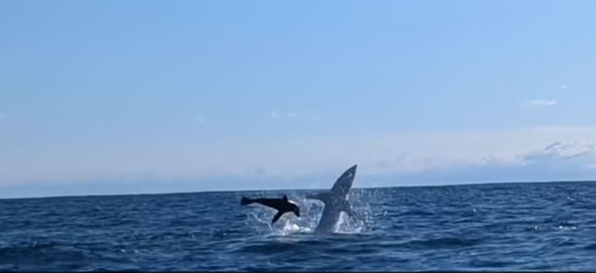 Νέα Ζηλανδία: Καρχαρίας που κυνηγά φώκια, χτυπάει άνδρα που κάνει καγιάκ