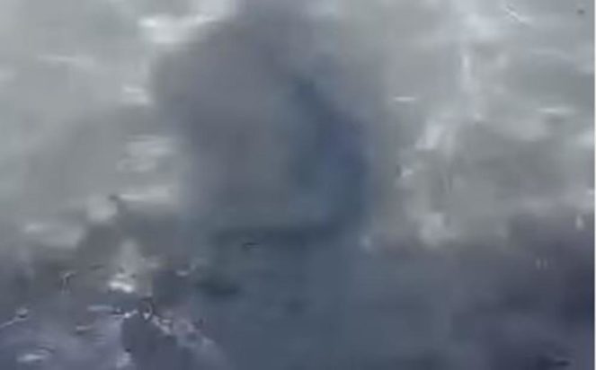 Καρχαρίας - μωρό στην Σαλαμίνα