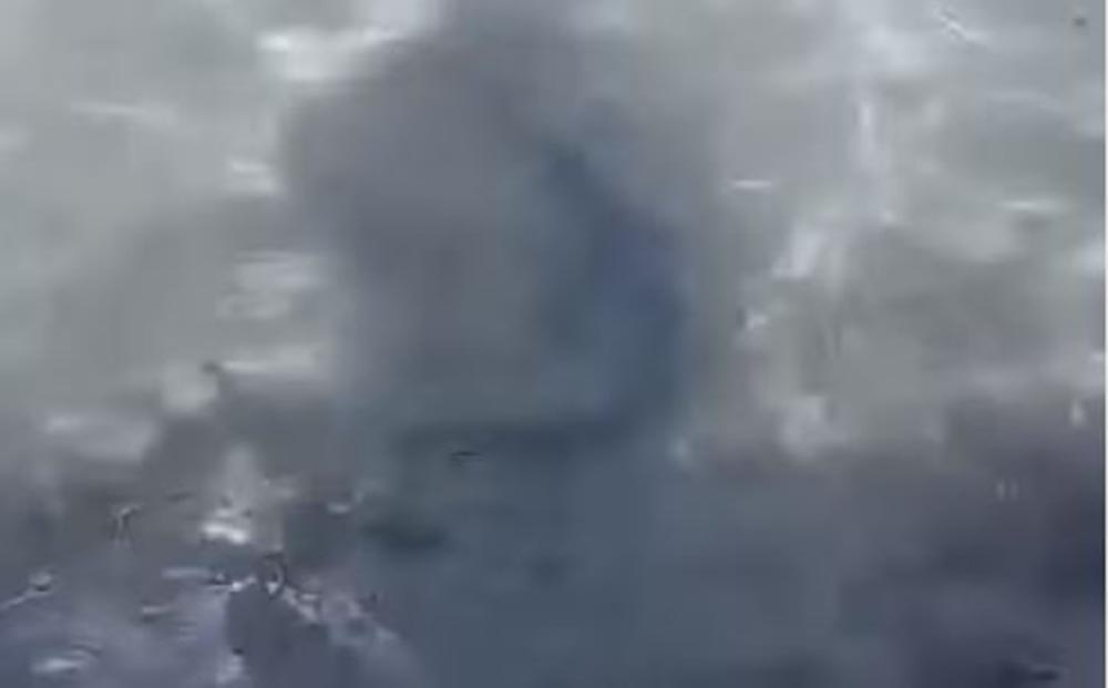 Καρχαρίας - μωρό στην Σαλαμίνα