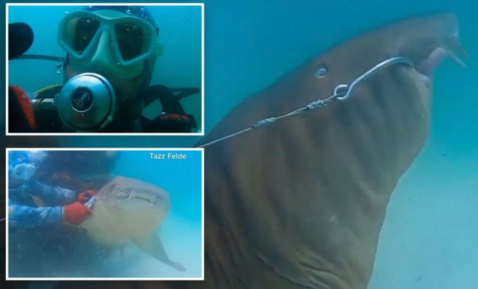 δύτης καρχαρίας