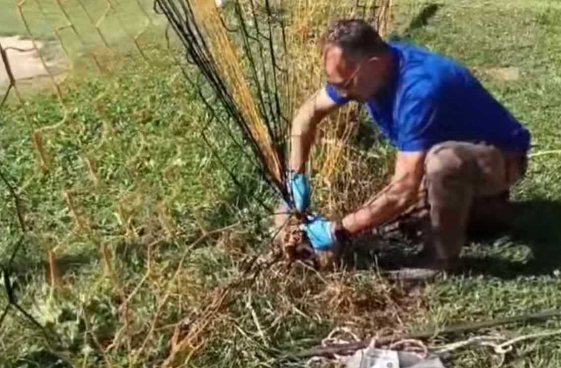 Καστοριά: Αλεπουδάκι μπλέχτηκε στα δίχτυα τέρματος σε γήπεδο ποδοσφαίρου – ΒΙΝΤΕΟ