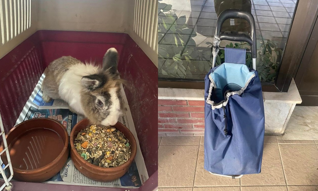 Θεσσαλονίκη Κουνέλι