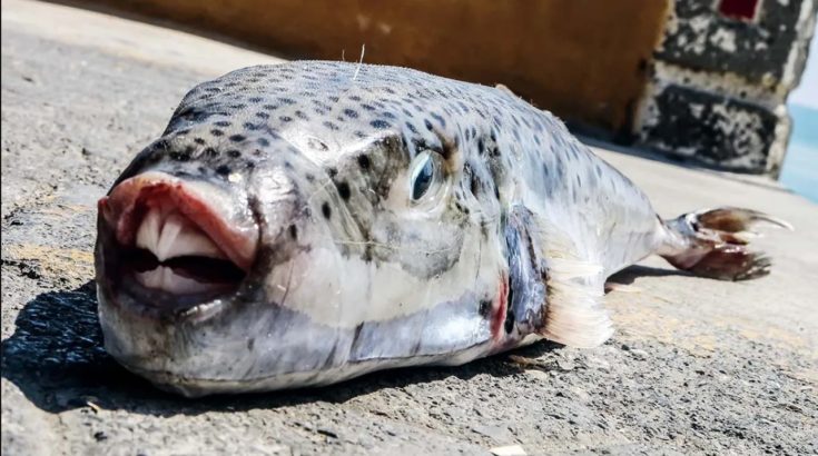 Λαγοκέφαλος