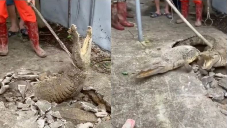 Βίντεο: Κροκόδειλοι βγήκαν από ρωγμή στο πεζοδρόμιο – Το κλιπ με τις 930.000 προβολές