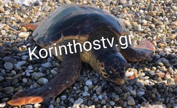 Κορινθία νεκρή χελώνα