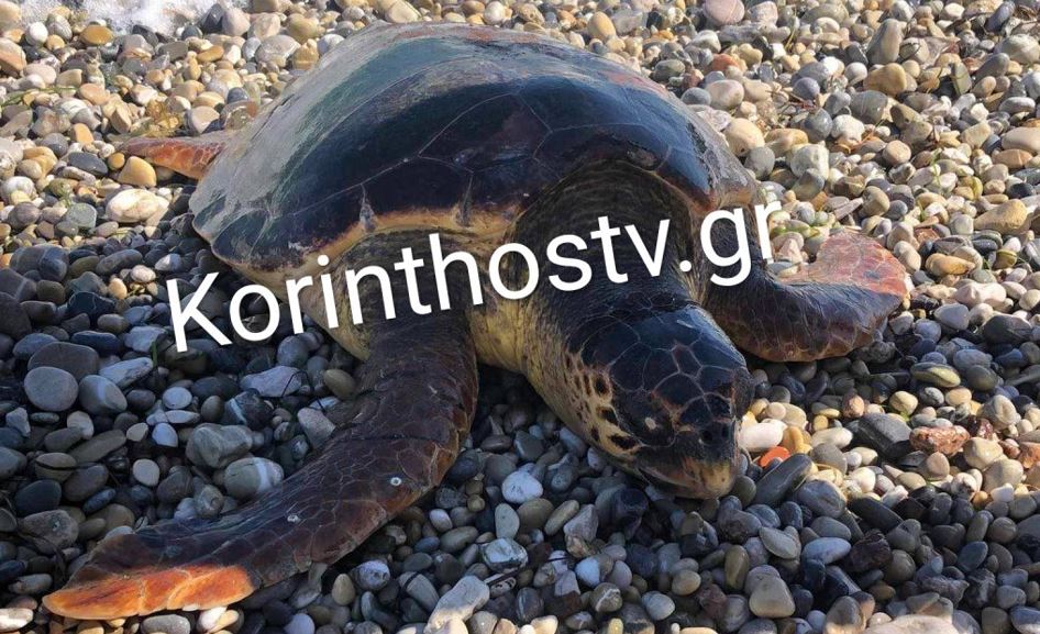 Κορινθία νεκρή χελώνα
