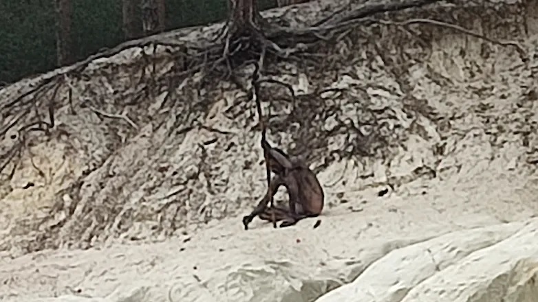 Γερμανία Λυκάνθρωπος