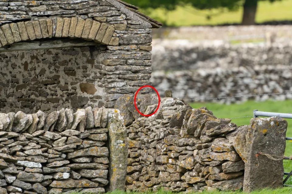 Οπτική ψευδαίσθηση κουκουβάγια λύση