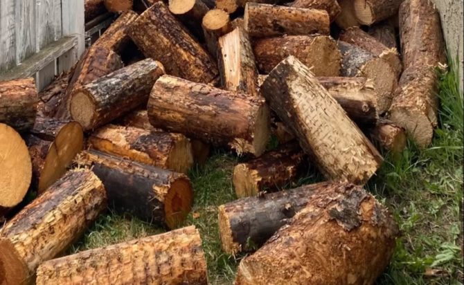 Οπτική ψευδαίσθηση σκύλος