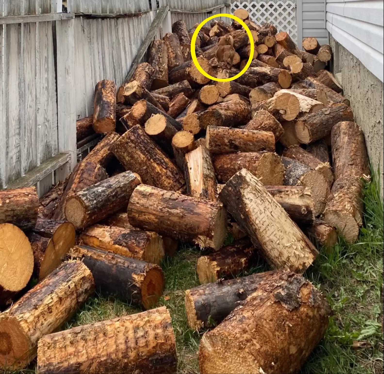 Οπτική ψευδαίσθηση σκύλος λύση