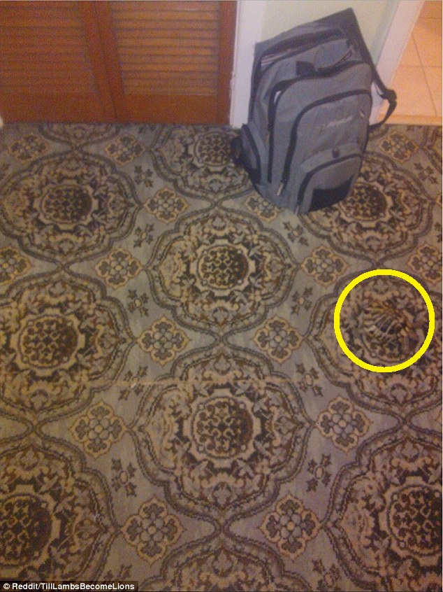 Οπτική ψευδαίσθηση χελώνα λύση