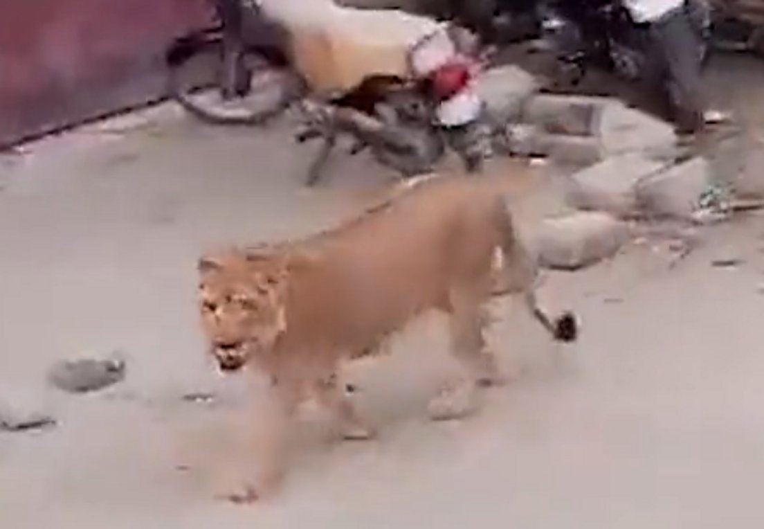 Πακιστάν: Λιοντάρι ξέφυγε από αυτοκίνητο και τριγυρνούσε για δύο ώρες στους δρόμους – ΒΙΝΤΕΟ