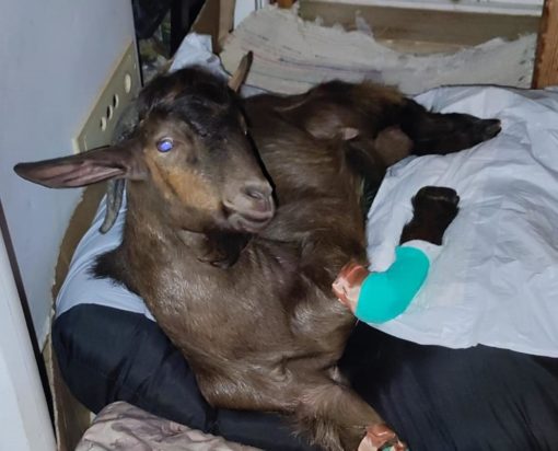 παράλυτος τράγος Κρήτη