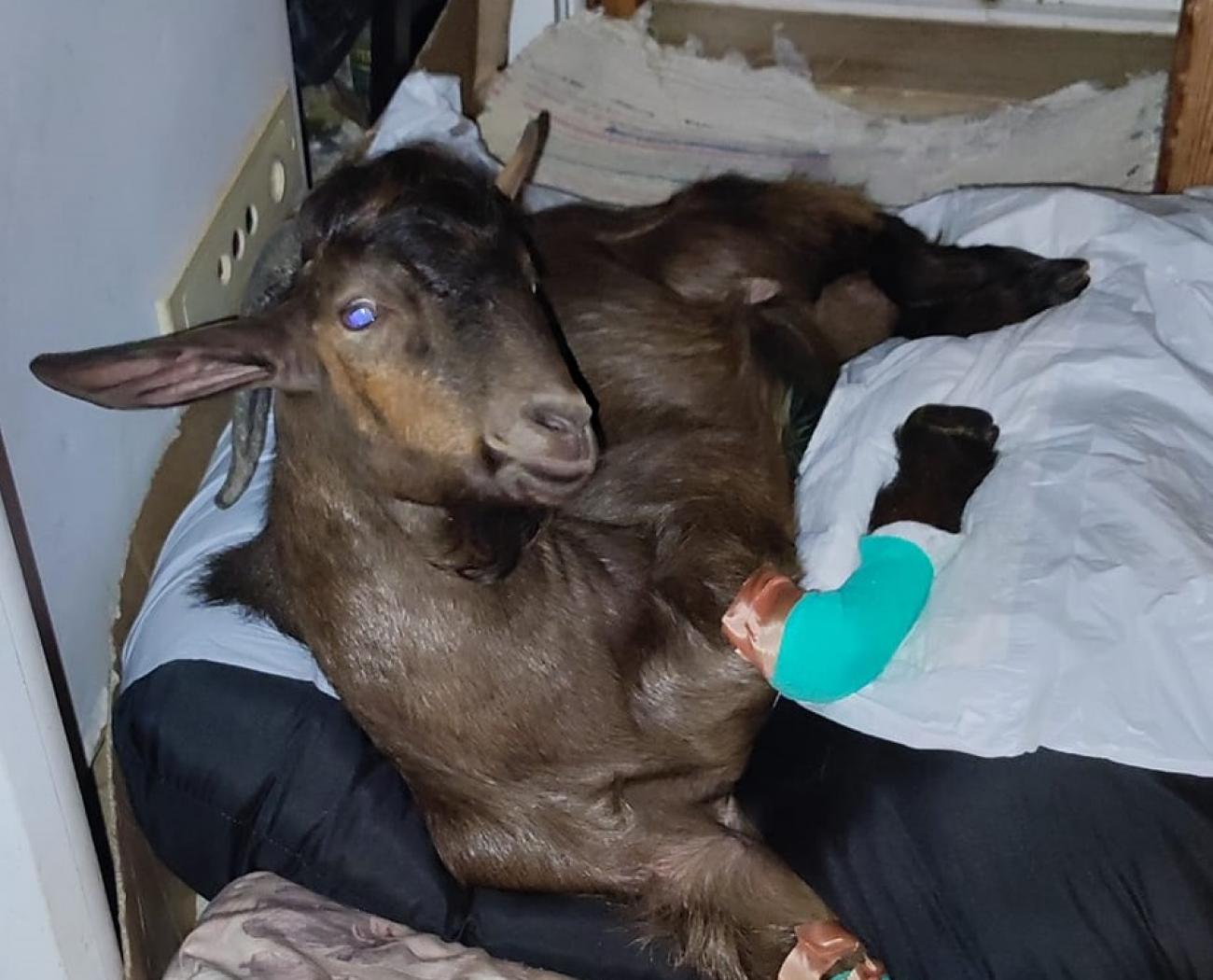 παράλυτος τράγος Κρήτη