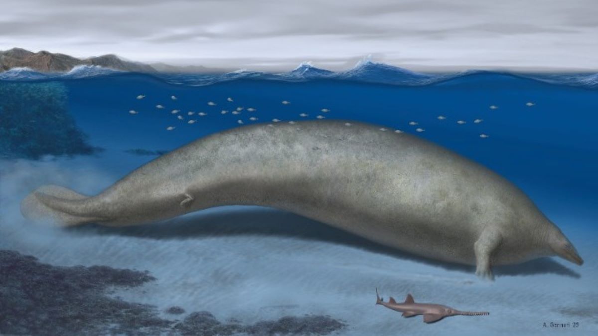 προϊστορική φάλαινα
