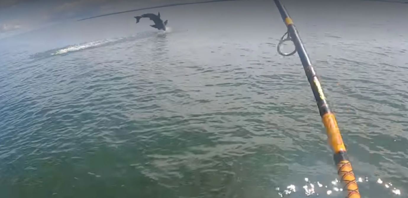 Βίντεο: Αντί για λαβράκι… έπιασε μεγάλο λευκό καρχαρία