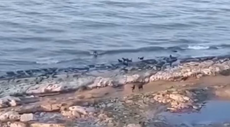 Ρωσία άγρια σκυλιά