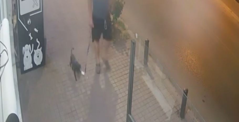 σκύλος Θεσσαλονίκη